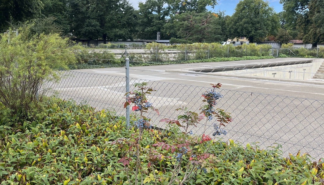 Pflanzen vor dem Schwimmbecken im Freibad Marzili