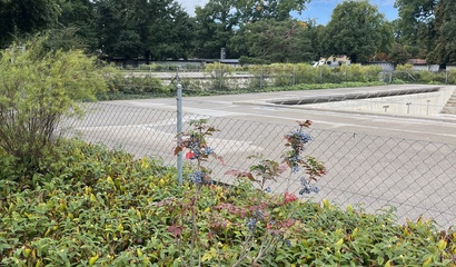 Pflanzen vor dem Schwimmbecken im Freibad Marzili